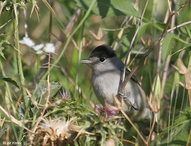    Blackcap   Sylvia atricapilla                            , , 2009 .: .